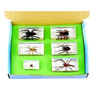 Real Nature 6 Piece Insect Spider Arachnid Paperweight Set - Taxidermy