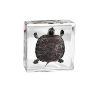 Real Octopus Tortoise Animal Specimen In Resin For Science Classroom Science Education, Great Gift For Fans Of Taxidermy
