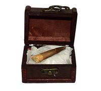 Real Pelsiosaur Fossil Tooth in Wooden Chest