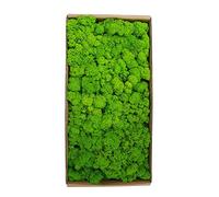 Real Preserved Moss Wall Art - Natural Moss Decoration for Home, Festive Craft Projects, Christmas Decor - Eco-Friendly Wall Hanging for Unique Interior Design