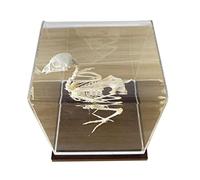 Real Quail Skeleton Specimen Natural Bird Skeleton Bone Model Taxidermy Supplies Art Bone Vet 1:1 with Base