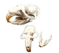 Real Rat Skull Head Bone Model, Animal Skull Model Rat Skull Replica, Taxidermy Supplies Art Medical Research Animal Bone Specimens