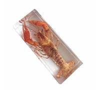 Real Resin Crayfish Specimen - Embedded Specimen Resin, Crayfish Insect Taxidermy, Collection for Closer-Look & Study, Great Gift for Fans of Taxidermy (4.33x1.77 inch)