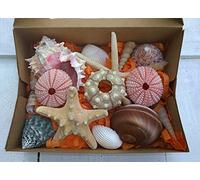 Real Seashell Gift Pack 16 Seashells Sputnik Pink Urchins Rose Murex 2 Starfish Sea Snail Cockleshell Trocha Screw Cone Shells