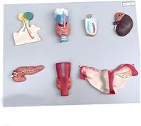 Real-Size Human Endocrine Organ Model, PVC, Digestive System, Pituitary, Thyroid, Adrenal, Testicles, Pancreas, Parathyroid Gland And Ovaries, For Classroom Study
