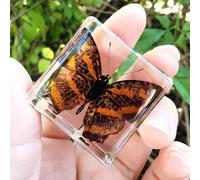 Real Spider Specimen in Resin - with Simulated Spider Web, Science Educational Bug Toys with Real Bugs in Resin Inside, for Science Education Desk Decor