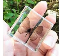 Real Spider Specimen in Resin - with Simulated Spider Web, Science Educational Bug Toys with Real Bugs in Resin Inside, for Science Education Desk Decor