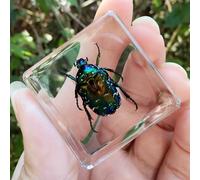 Real Spider Specimen in Resin - with Simulated Spider Web, Science Educational Bug Toys with Real Bugs in Resin Inside, for Science Education Desk Decor