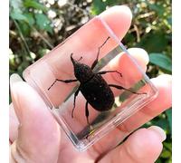 Real Spider Specimen in Resin - with Simulated Spider Web, Science Educational Bug Toys with Real Bugs in Resin Inside, for Science Education Desk Decor