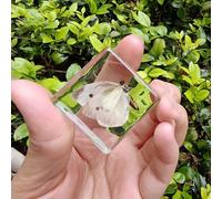 Real Spider Specimen in Resin - with Simulated Spider Web, Science Educational Bug Toys with Real Bugs in Resin Inside, for Science Education Desk Decor