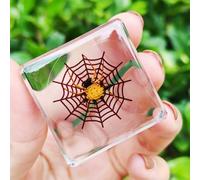 Real Spider Specimen in Resin - with Simulated Spider Web, Science Educational Bug Toys with Real Bugs in Resin Inside, for Science Education Desk Decor