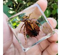 Real Spider Specimen in Resin - with Simulated Spider Web, Science Educational Bug Toys with Real Bugs in Resin Inside, for Science Education Desk Decor