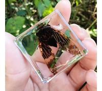 Real Spider Specimen in Resin - with Simulated Spider Web, Science Educational Bug Toys with Real Bugs in Resin Inside, for Science Education Desk Decor