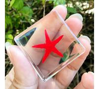 Real Spider Specimen in Resin - with Simulated Spider Web, Science Educational Bug Toys with Real Bugs in Resin Inside, for Science Education Desk Decor