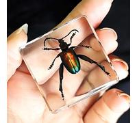 Real Spider Specimen in Resin - with Simulated Spider Web, Science Educational Bug Toys with Real Bugs in Resin Inside, for Science Education Desk Decor