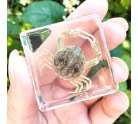 Real Spider Specimen in Resin - with Simulated Spider Web, Science Educational Bug Toys with Real Bugs in Resin Inside, for Science Education Desk Decor