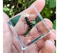 Real Spider Specimen in Resin - with Simulated Spider Web, Science Educational Bug Toys with Real Bugs in Resin Inside, for Science Education Desk Decor