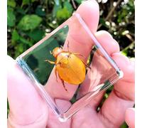 Real Spider Specimen in Resin - with Simulated Spider Web, Science Educational Bug Toys with Real Bugs in Resin Inside, for Science Education Desk Decor
