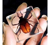 Real Spider Specimen in Resin - with Simulated Spider Web, Science Educational Bug Toys with Real Bugs in Resin Inside, for Science Education Desk Decor