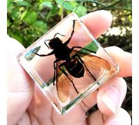 Real Spider Specimen in Resin - with Simulated Spider Web, Science Educational Bug Toys with Real Bugs in Resin Inside, for Science Education Desk Decor