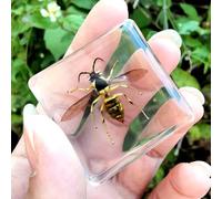 Real Spider Specimen in Resin - with Simulated Spider Web, Science Educational Bug Toys with Real Bugs in Resin Inside, for Science Education Desk Decor