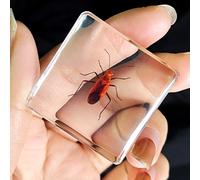 Real Spider Specimen in Resin - with Simulated Spider Web, Science Educational Bug Toys with Real Bugs in Resin Inside, for Science Education Desk Decor