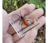 Real Spider Specimen in Resin - with Simulated Spider Web, Science Educational Bug Toys with Real Bugs in Resin Inside, for Science Education Desk Decor