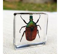 Real Spider Specimen in Resin - with Simulated Spider Web, Science Educational Bug Toys with Real Bugs in Resin Inside, for Science Education Desk Decor