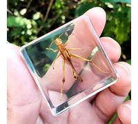 Real Spider Specimen in Resin - with Simulated Spider Web, Science Educational Bug Toys with Real Bugs in Resin Inside, for Science Education Desk Decor