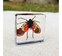 Real Spider Specimen in Resin - with Simulated Spider Web, Science Educational Bug Toys with Real Bugs in Resin Inside, for Science Education Desk Decor