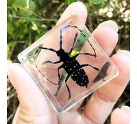 Real Spider Specimen in Resin - with Simulated Spider Web, Science Educational Bug Toys with Real Bugs in Resin Inside, for Science Education Desk Decor