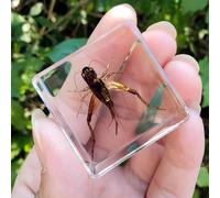 Real Spider Specimen in Resin - with Simulated Spider Web, Science Educational Bug Toys with Real Bugs in Resin Inside, for Science Education Desk Decor