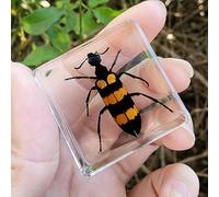 Real Spider Specimen in Resin - with Simulated Spider Web, Science Educational Bug Toys with Real Bugs in Resin Inside, for Science Education Desk Decor
