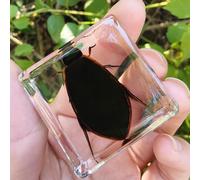 Real Spider Specimen in Resin - with Simulated Spider Web, Science Educational Bug Toys with Real Bugs in Resin Inside, for Science Education Desk Decor