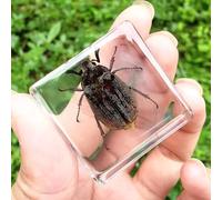 Real Spider Specimen in Resin - with Simulated Spider Web, Science Educational Bug Toys with Real Bugs in Resin Inside, for Science Education Desk Decor