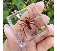 Real Spider Specimen in Resin - with Simulated Spider Web, Science Educational Bug Toys with Real Bugs in Resin Inside, for Science Education Desk Decor