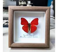Real Taxidermy Butterfly -Blood Ripples Butterfly-Mounted Under Glass ,Handmade Solid Wood Frame，Beautiful Wall Decor ,Unique Collectables，Wall Specimen Display