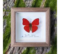 Real Taxidermy Butterfly -Blood Ripples Butterfly-Mounted Under Glass ,Handmade Solid Wood Frame，Beautiful Butterfly Wall Decor ， Unique Taxidermy Collectables，Wall Decor Butterfly Specimen Display