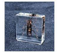 Real Taxidermy In Resin Real Preserved Insect Specimen For Science Classroom Specimens Oddities Collectors And Biology Enthusiasts-C