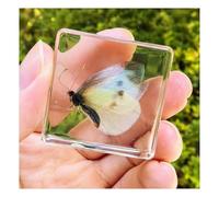 Real Taxidermy In Resin Real Preserved Insect Specimen For Science Classroom Specimens Oddities Collectors And Biology Enthusiasts-B