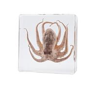 Real Taxidermy Octopus in Resin, Preserved Marine Biology Display for Science Classroom Science Education, Great Gift for Fans of Taxidermy, Animal Skull, Oddities, Biology (3 x 3 x 1 inch)