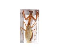 Real Taxidermy Praying Mantis Insect Specimens Animal in Resin, Mantis Specimen - Perfect for Science Education, Oddities Collectors, and Biology Enthusiasts（2.87 * 1.65 inch）
