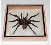 Real Thailand Jungle Tarantula(EURYPEIMA SPINCRUS), Mounted in an Insect Display Frame (Framed Insects and Arachnids Taxidermy)
