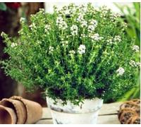 Real Thymus vulgarisplant- culinary herb leaves - in 12cm pot