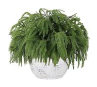 Real Touch Norfolk Pine Stems, 12 Pieces Norfolk Pine Tree Branches, Christmas Ornaments For The Home, Artificial Christmas Foliage Branch, Decorative Home Accessories For Living Room Bedroom Study