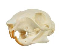 Real Tree Squirrel Skull A Quality