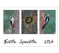 Real woodpeckers UK-Version (Wall Calendar 2026 DIN A3 Landscape), CALVENDO 12 Month Wall Calendar