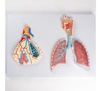 Realistic 2-Part Human Respiratory System Model, Magnified Alveoli and Lung Anatomy Model with Display Base, Respiratory System Relief for Anatomy Physiology Study