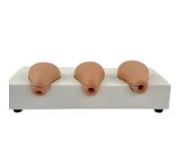 Realistic Abortion Training Model with Detailed Anatomy PVC Texture Uterus Model for Clinical Students and Doctors Clinical Training Device