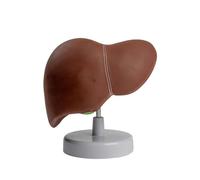 Realistic Anatomical Liver Model for Study Medical Lecture, Shows of Lobes, Ligaments, Gallbladder Natural Proportions Model